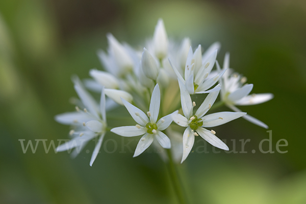 Bär-Lauch (Allium ursinum)