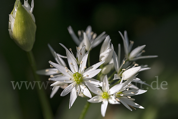 Bär-Lauch (Allium ursinum)