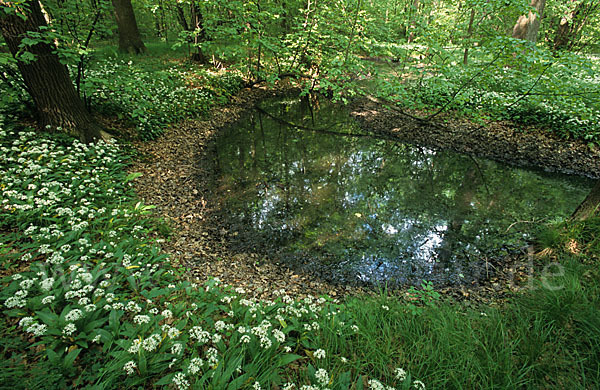 Bär-Lauch (Allium ursinum)