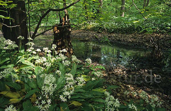 Bär-Lauch (Allium ursinum)