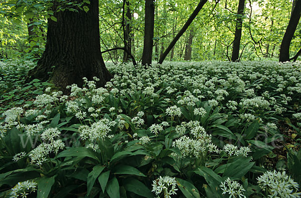 Bär-Lauch (Allium ursinum)