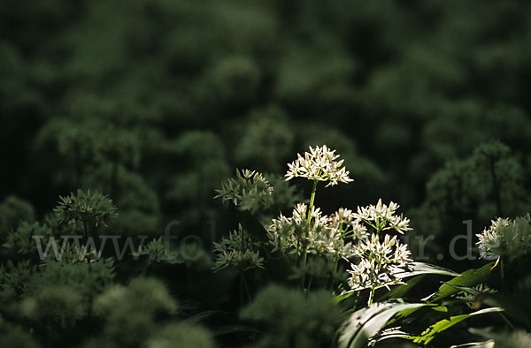 Bär-Lauch (Allium ursinum)