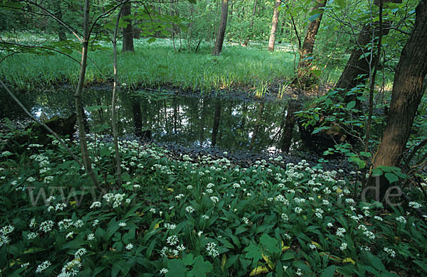 Bär-Lauch (Allium ursinum)