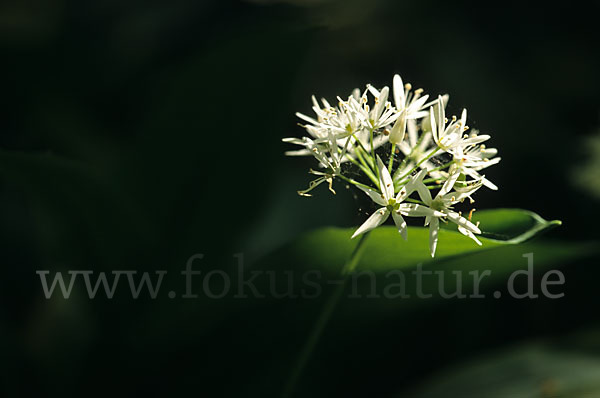 Bär-Lauch (Allium ursinum)