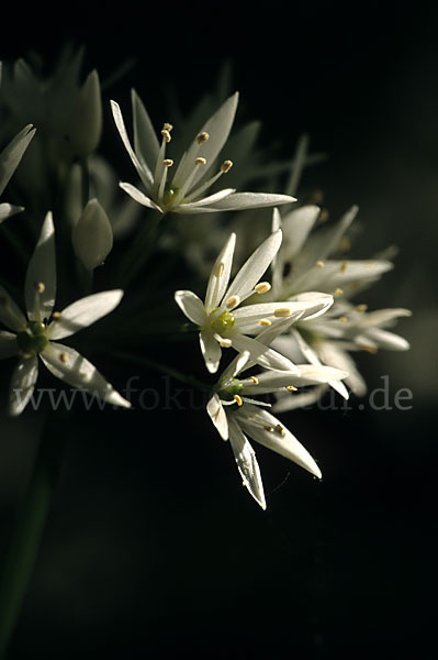 Bär-Lauch (Allium ursinum)