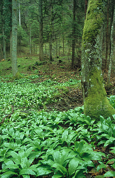 Bär-Lauch (Allium ursinum)