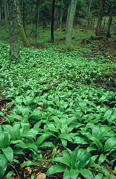 Bär-Lauch (Allium ursinum)