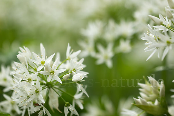 Bär-Lauch (Allium ursinum)