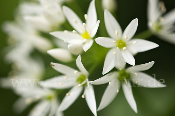 Bär-Lauch (Allium ursinum)