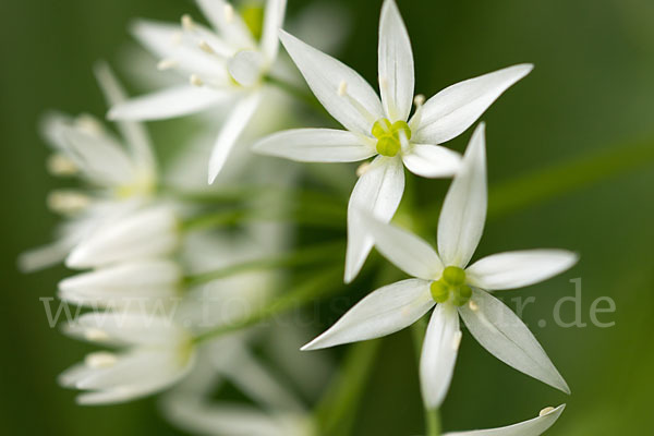 Bär-Lauch (Allium ursinum)