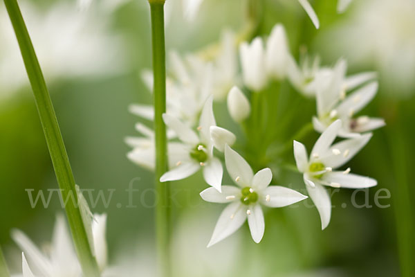 Bär-Lauch (Allium ursinum)