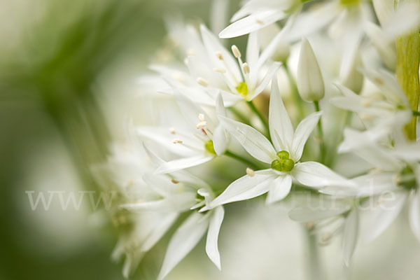 Bär-Lauch (Allium ursinum)