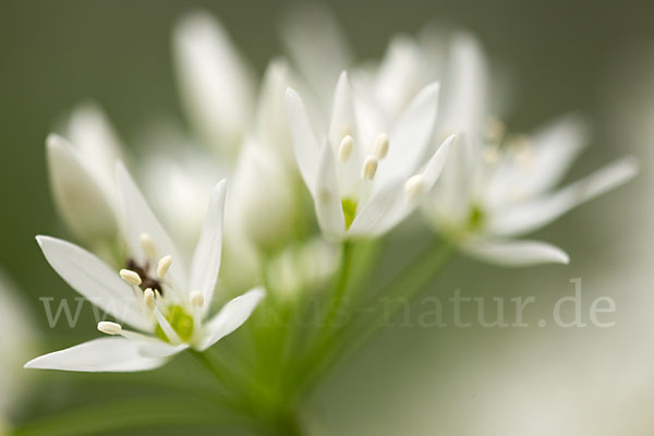 Bär-Lauch (Allium ursinum)