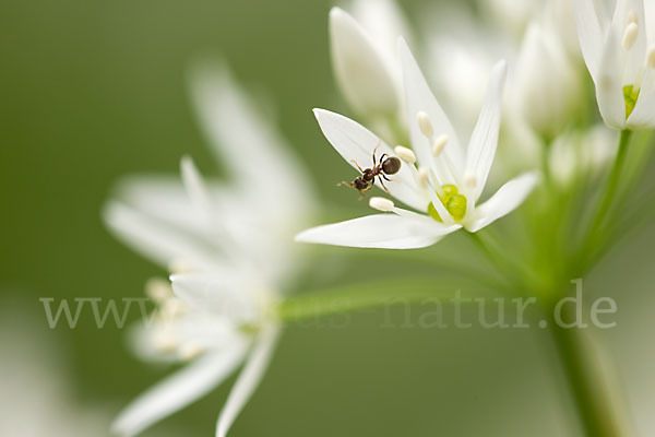 Bär-Lauch (Allium ursinum)