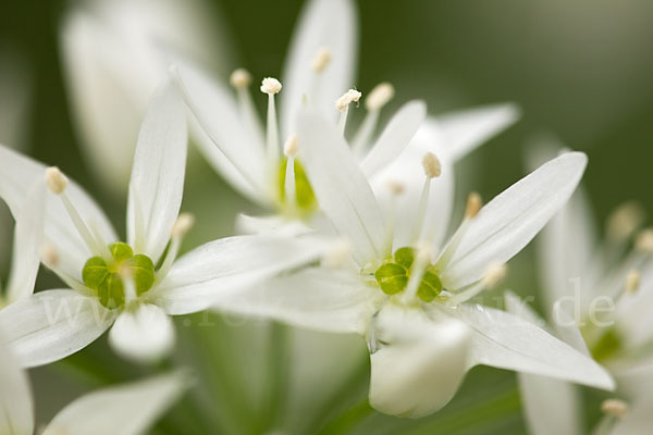 Bär-Lauch (Allium ursinum)