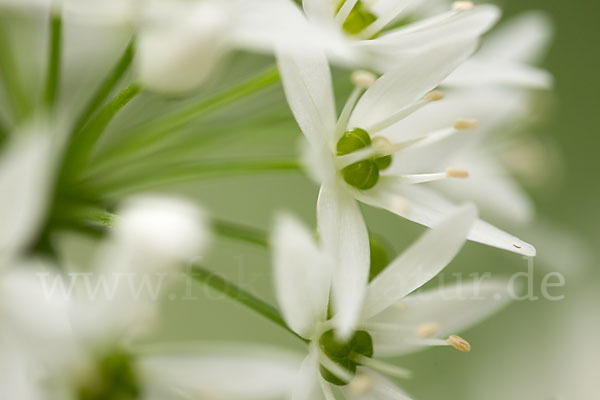 Bär-Lauch (Allium ursinum)