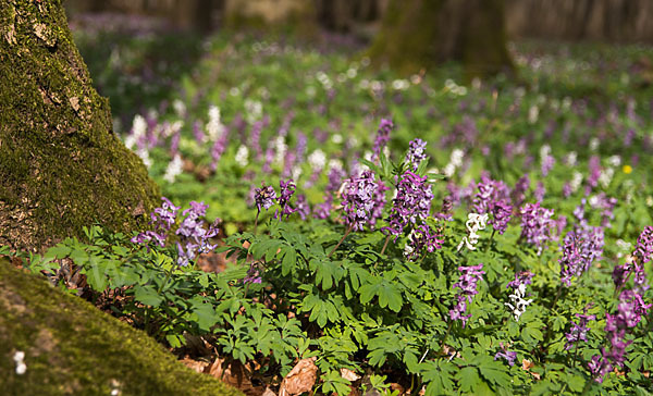 Bär-Lauch (Allium ursinum)