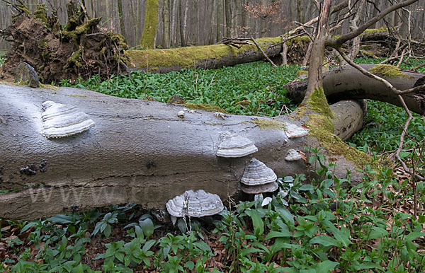 Bär-Lauch (Allium ursinum)