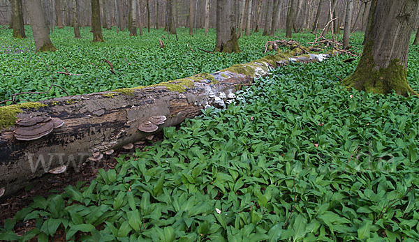Bär-Lauch (Allium ursinum)