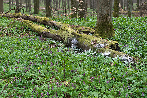 Bär-Lauch (Allium ursinum)