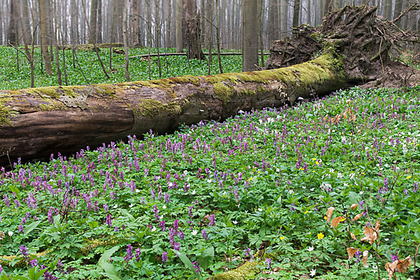 Bär-Lauch (Allium ursinum)