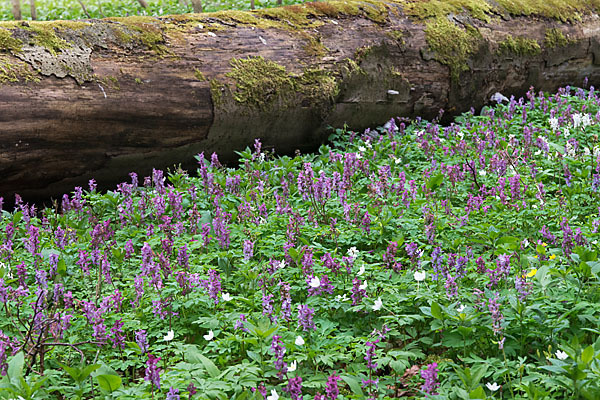 Bär-Lauch (Allium ursinum)