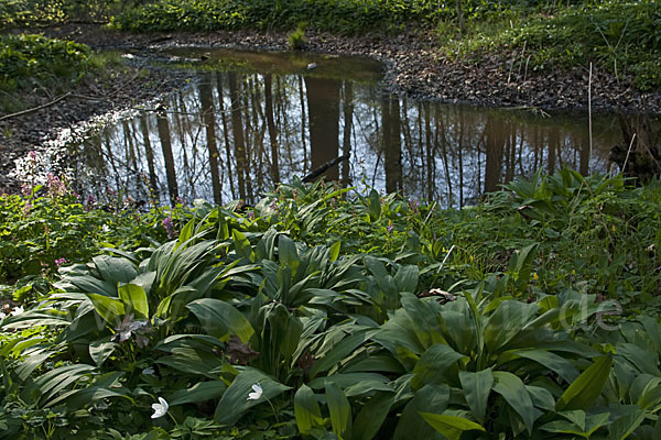 Bär-Lauch (Allium ursinum)