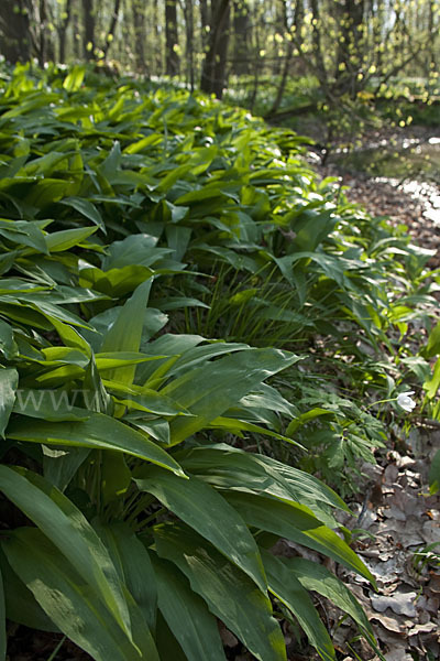 Bär-Lauch (Allium ursinum)