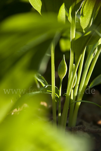 Bär-Lauch (Allium ursinum)