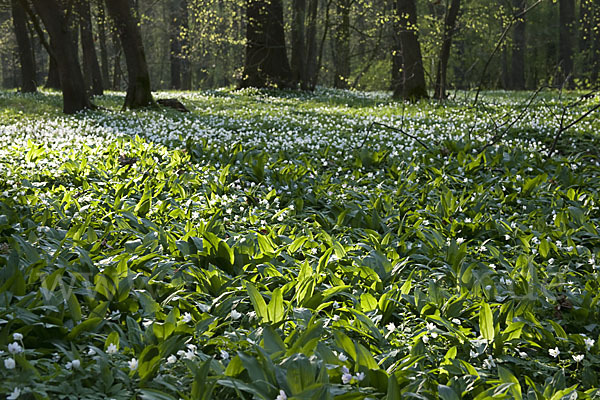 Bär-Lauch (Allium ursinum)