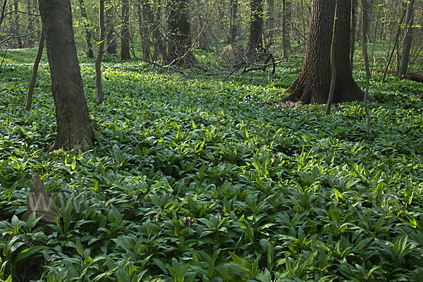 Bär-Lauch (Allium ursinum)