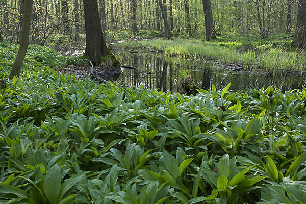 Bär-Lauch (Allium ursinum)