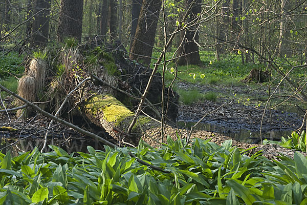 Bär-Lauch (Allium ursinum)