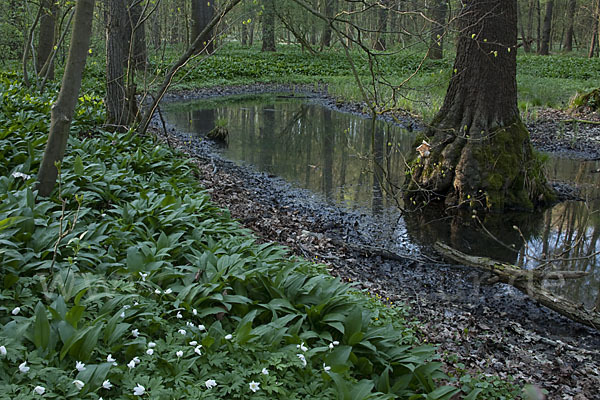 Bär-Lauch (Allium ursinum)