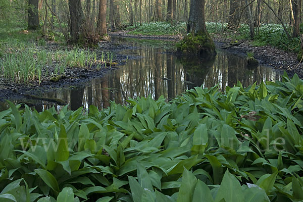 Bär-Lauch (Allium ursinum)