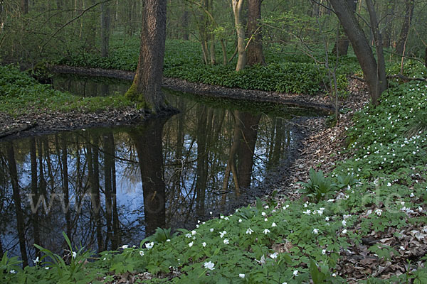 Bär-Lauch (Allium ursinum)