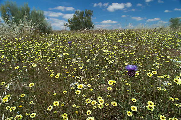 Bärtiges Christusauge (Tolpis barbata)