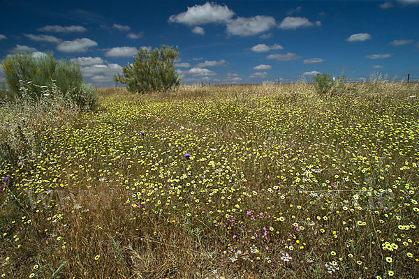 Bärtiges Christusauge (Tolpis barbata)