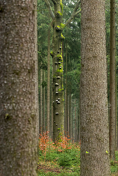 Bäume (tree)