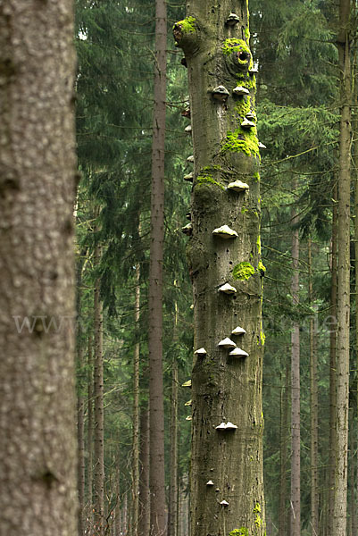 Bäume (tree)