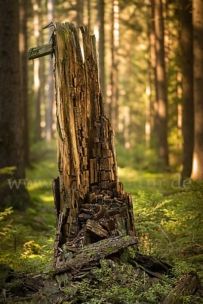 Bäume (tree)