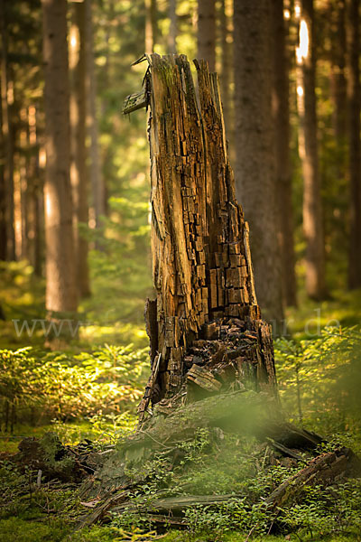 Bäume (tree)