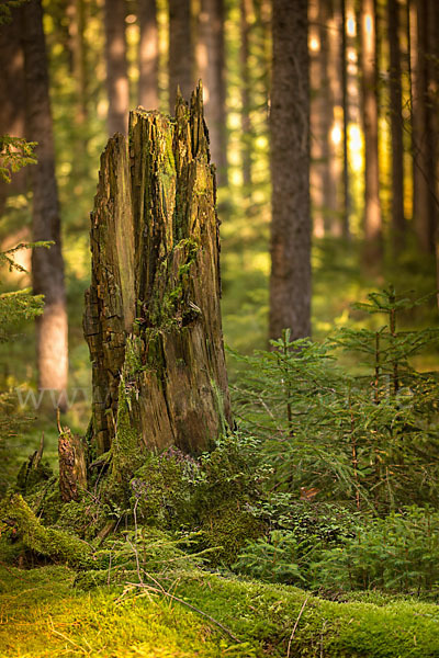 Bäume (tree)