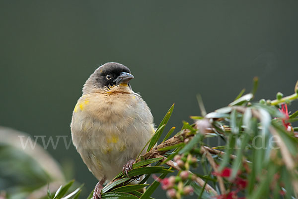 Baglafechtweber (Ploceus baglafecht)