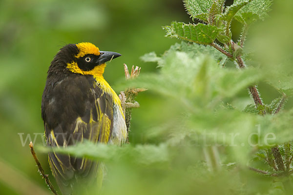 Baglafechtweber (Ploceus baglafecht)