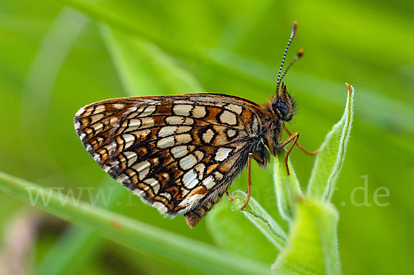 Baldrian-Scheckenfalter (Melitaea diamina)