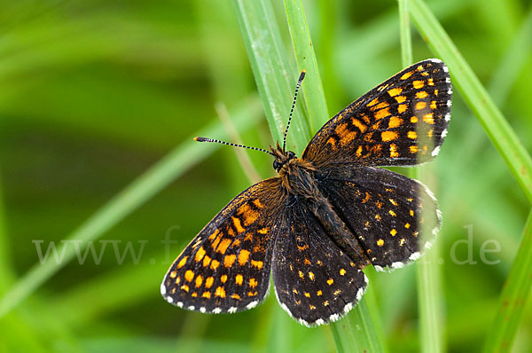 Baldrian-Scheckenfalter (Melitaea diamina)