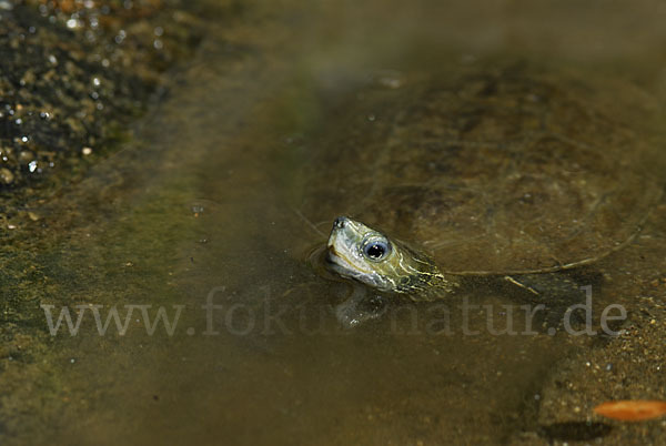 Balkan-Bachschildkröte (Mauremys rivulata)