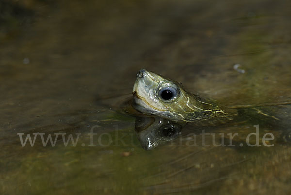 Balkan-Bachschildkröte (Mauremys rivulata)