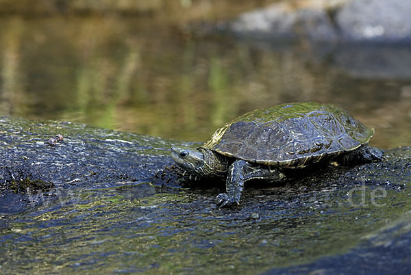 Balkan-Bachschildkröte (Mauremys rivulata)